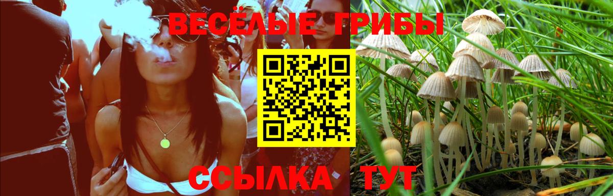 Псилоцибиновые грибы Cubensis Елабуга